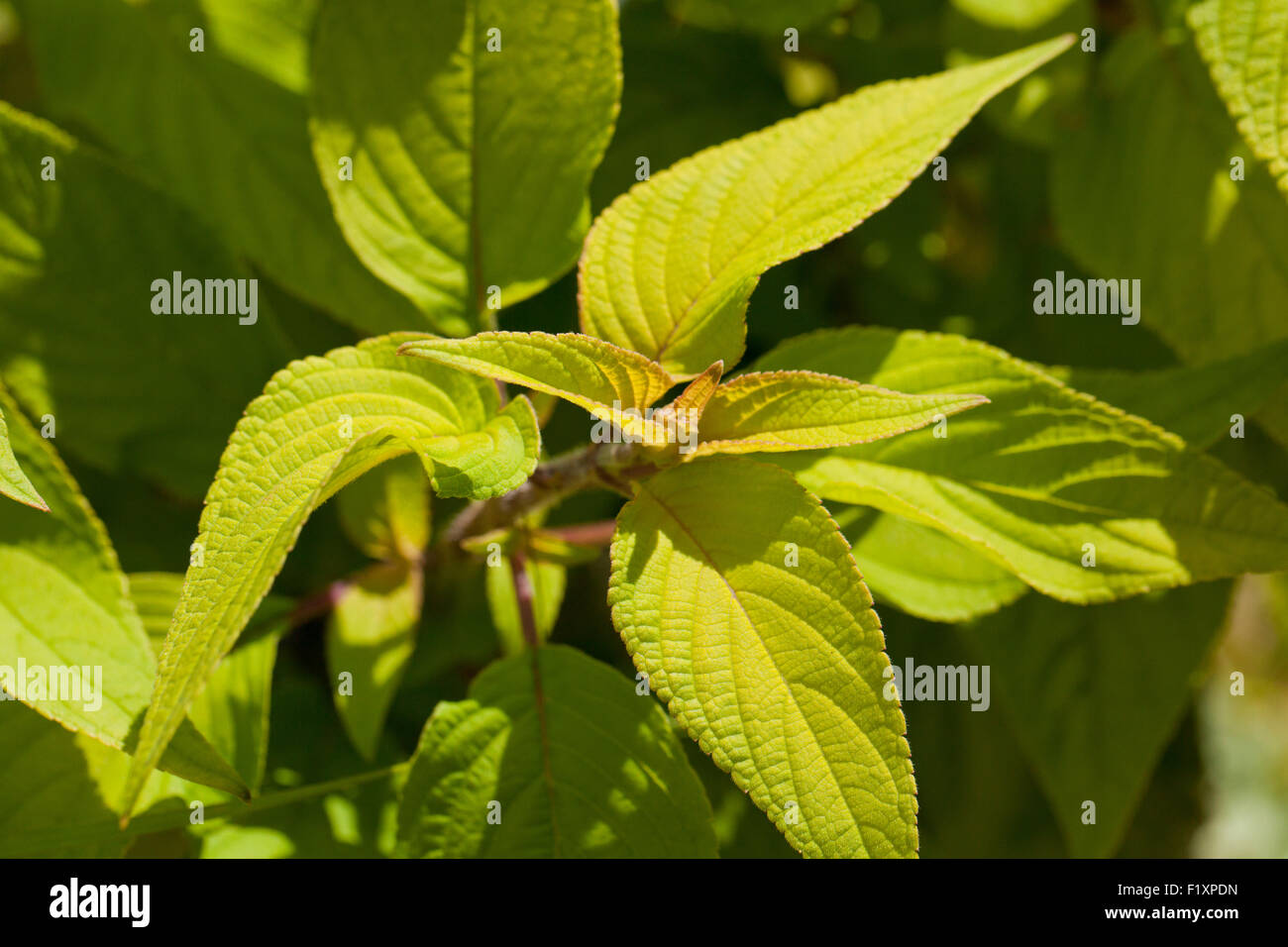 Mammoth sweet basil Stock Photo Alamy