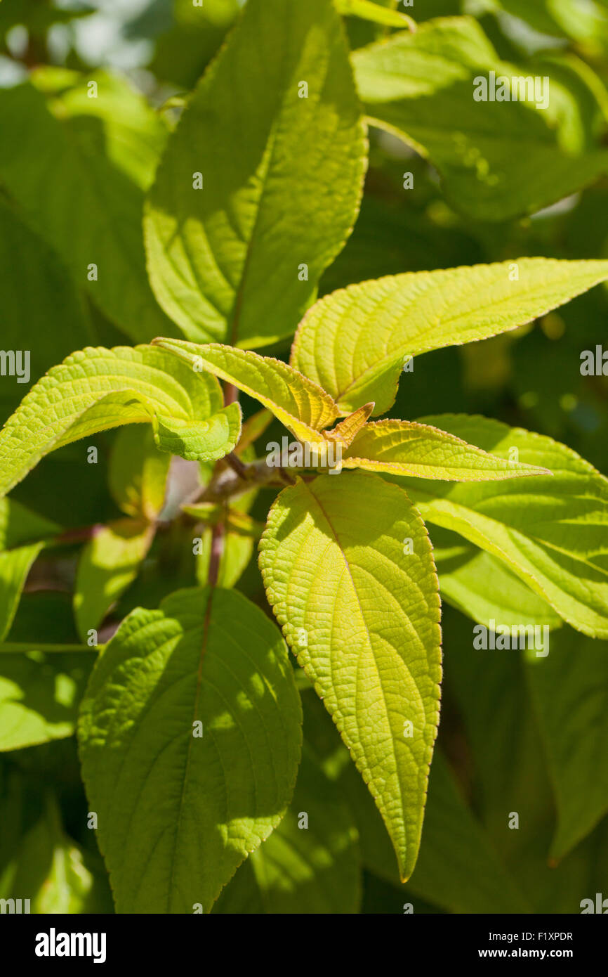 Mammoth sweet basil Stock Photo Alamy