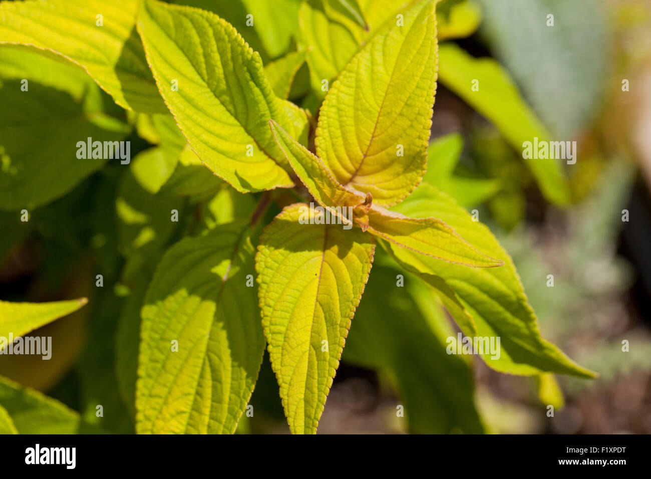 Mammoth sweet basil Stock Photo Alamy