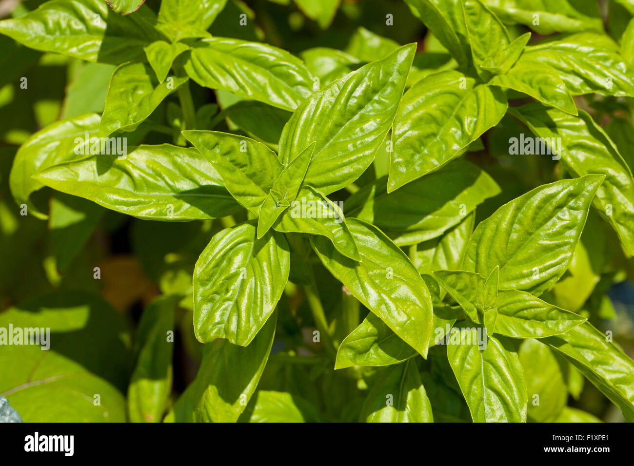 Basil plant Stock Photo