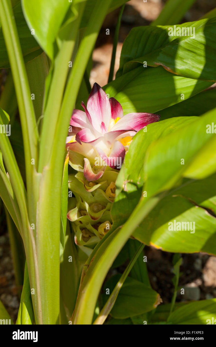 Turmeric plant (Curcuma longa) Stock Photo