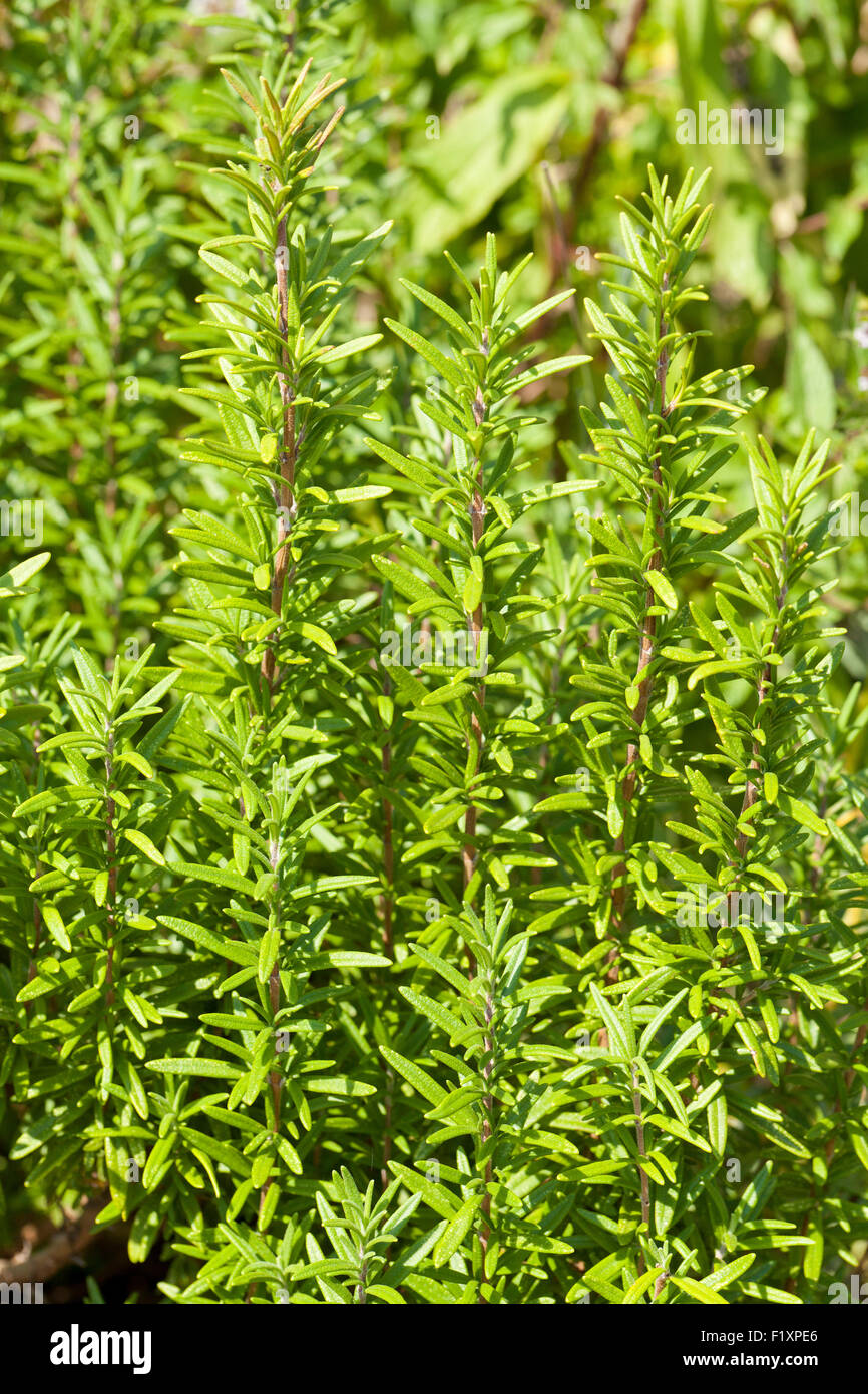 Rosemary herb, 'Tuscan blue', plant in garden (Rosmarinus officinalis) - USA Stock Photo