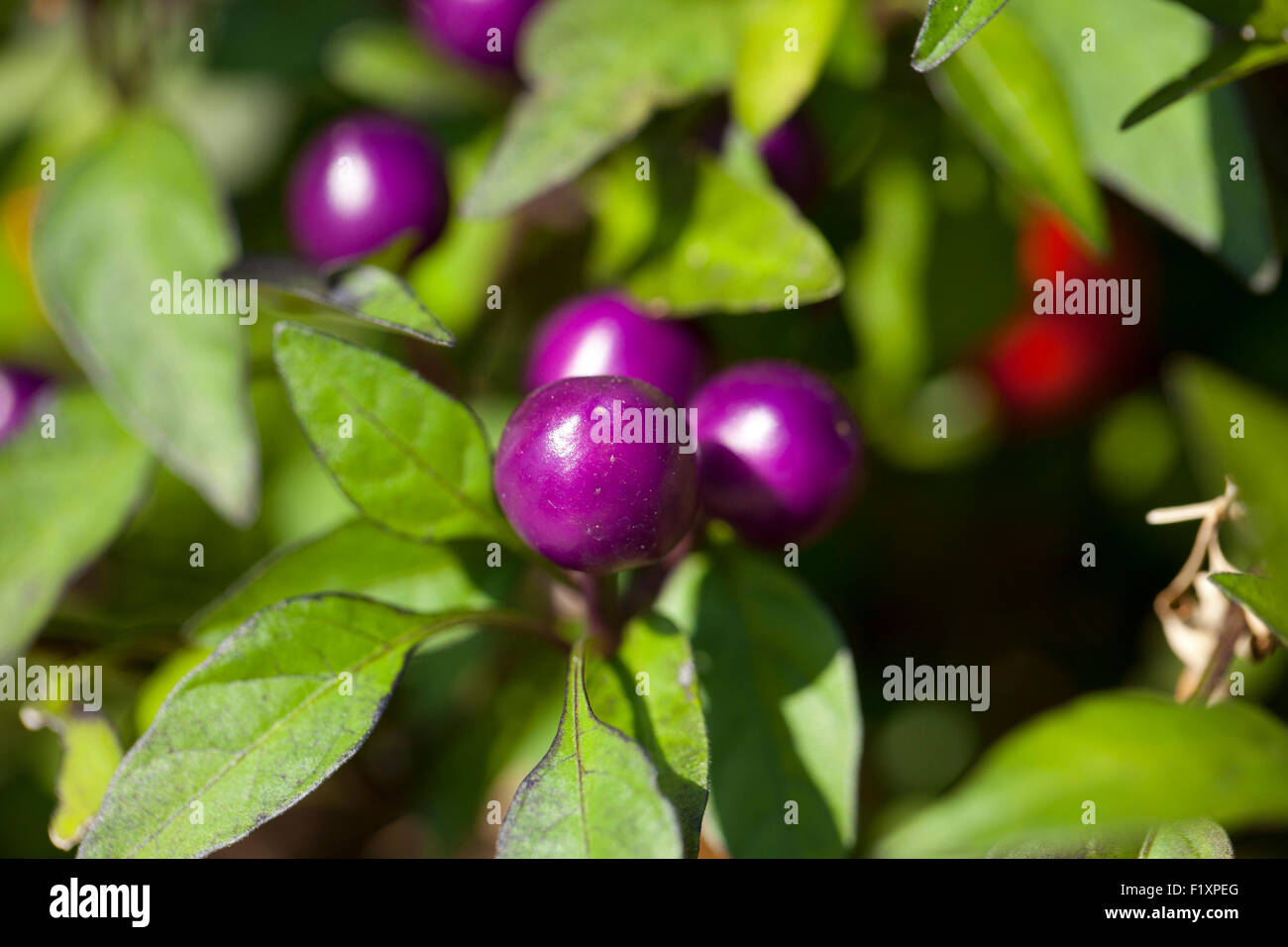 Pretty in Purple ornamental pepper plant in garden - USA Stock Photo