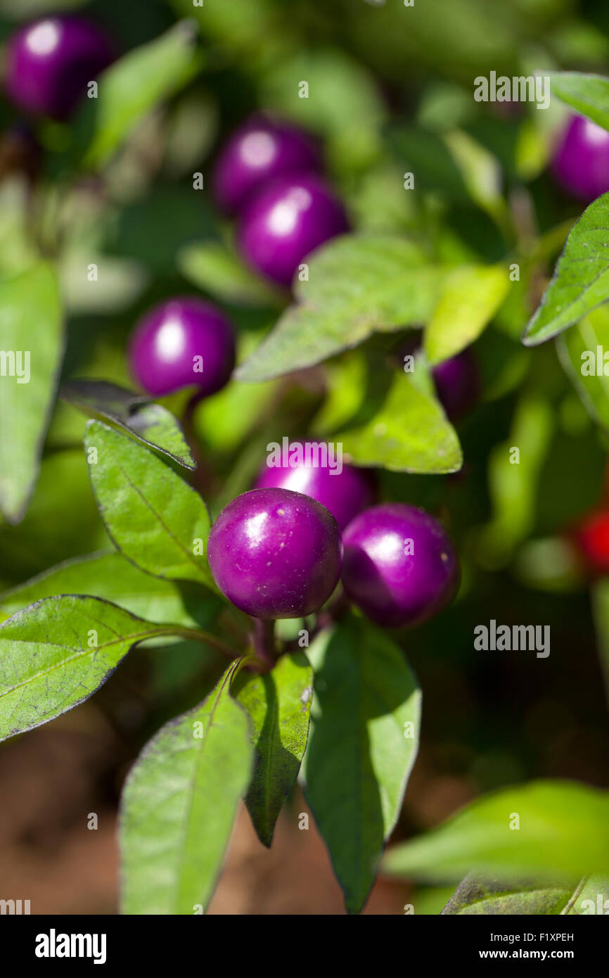 Pretty in Purple ornamental pepper plant in garden - USA Stock Photo