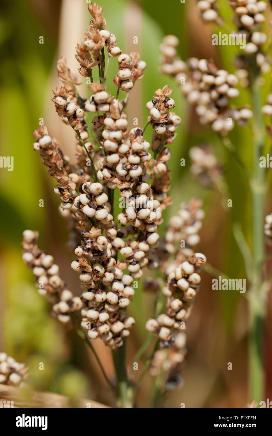 Ripe grains on Sorghum fodder plant - USA Stock Photo