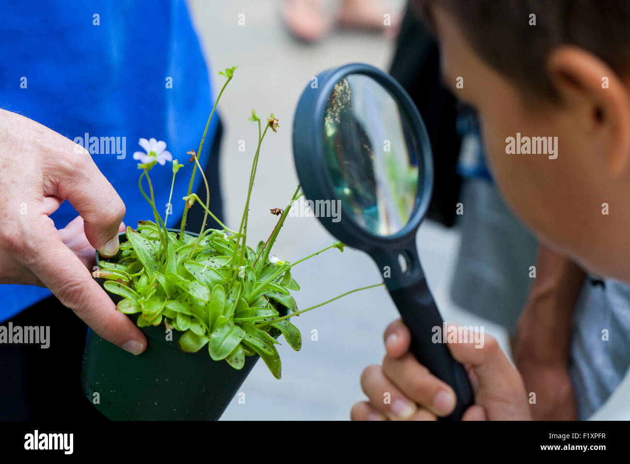 Child looking through magnifying glass at a Butterwort carnivorous plant (Pinguicula vulgaris) Stock Photo