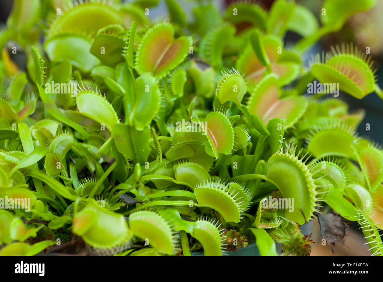 Venus flytrap plant (Dionaea muscipula) - USA Stock Photo