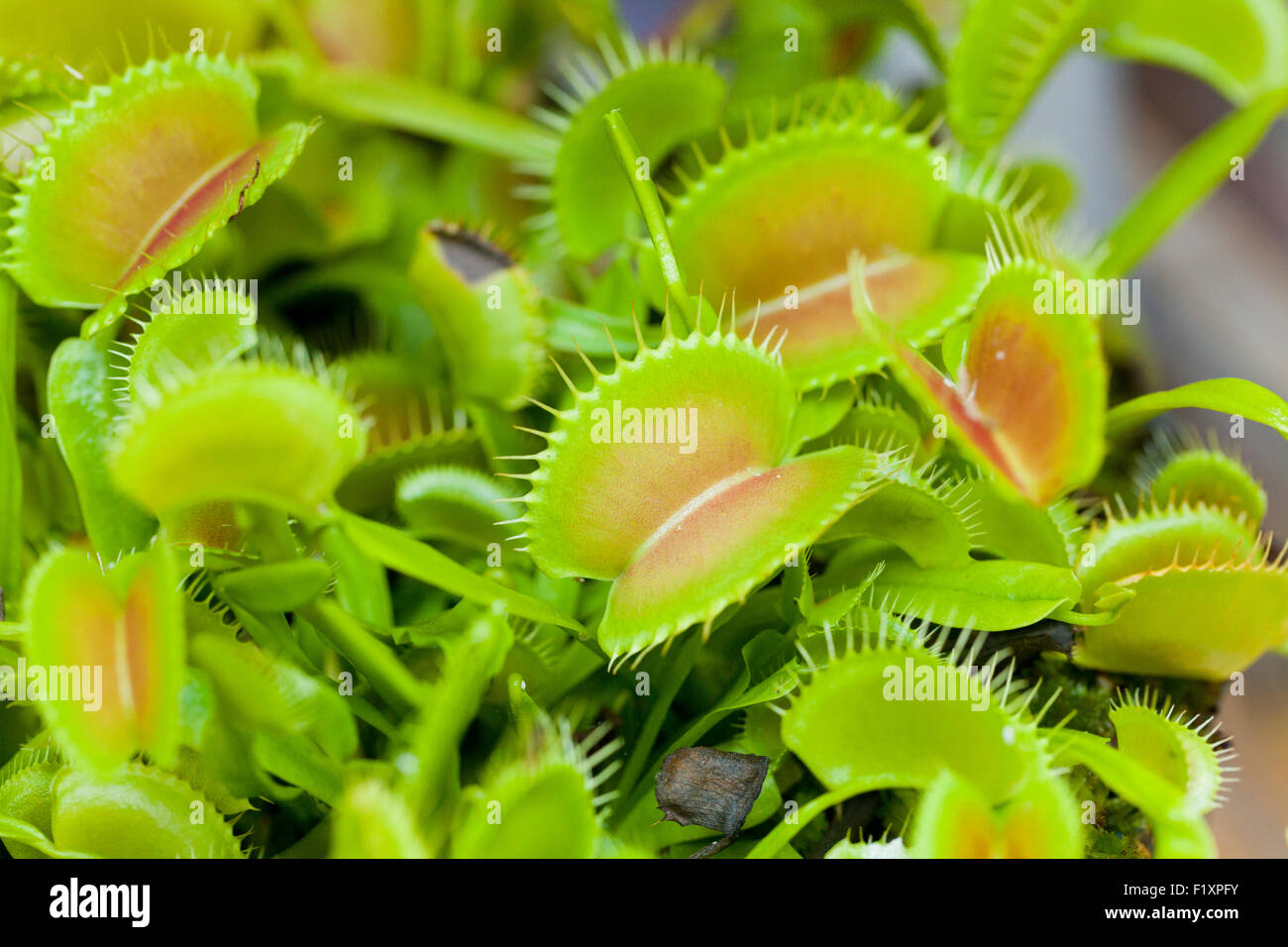 Venus flytrap plant (Dionaea muscipula) - USA Stock Photo
