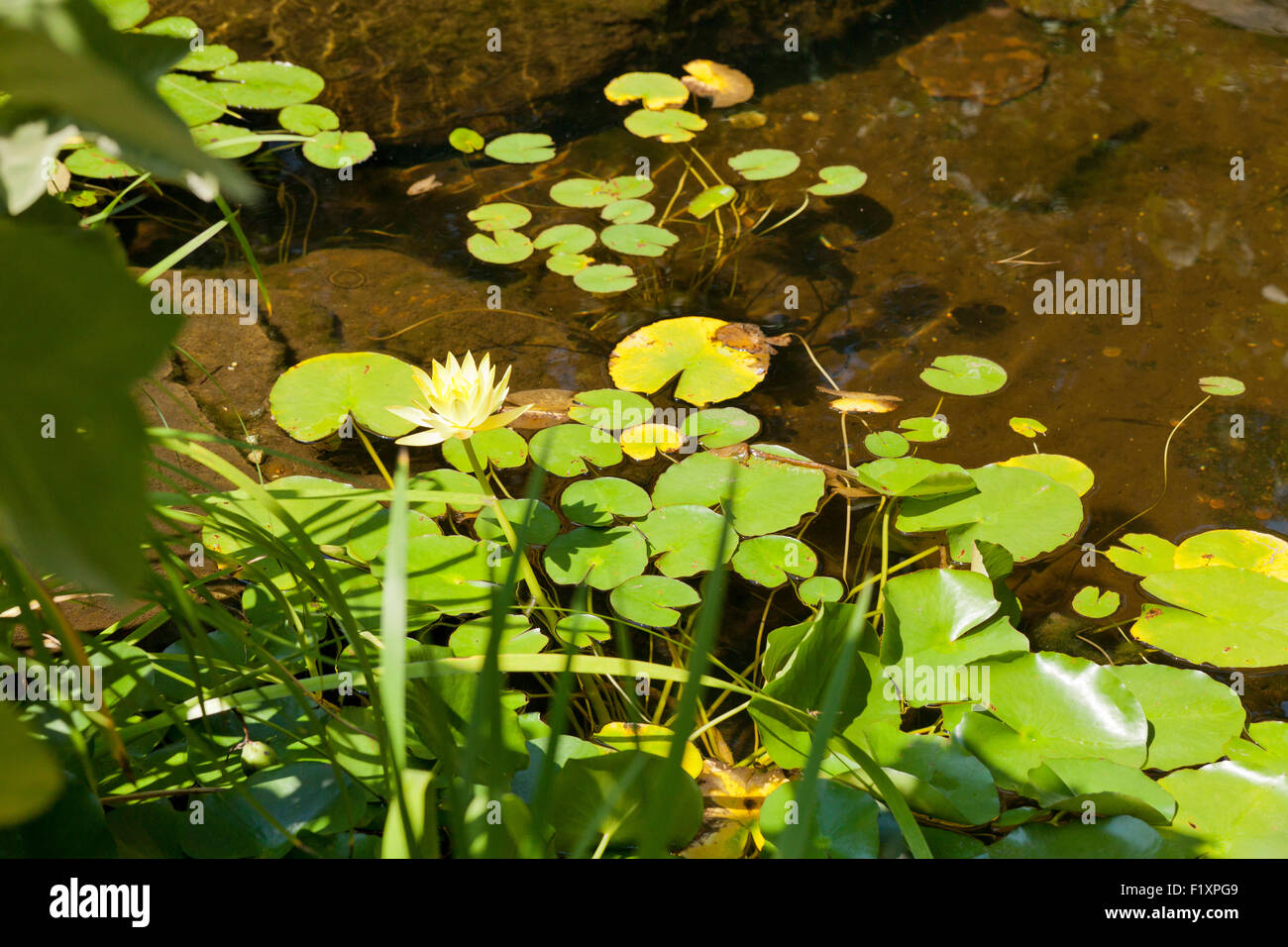 Small fish pond in garden with water lilies (Nymphaeaceae) - USA Stock Photo