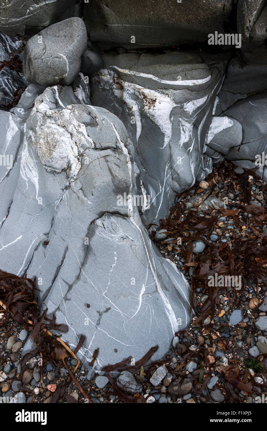 Smooth, worn rocks veined with quartz on Trefin beach in Pembrokeshire ...
