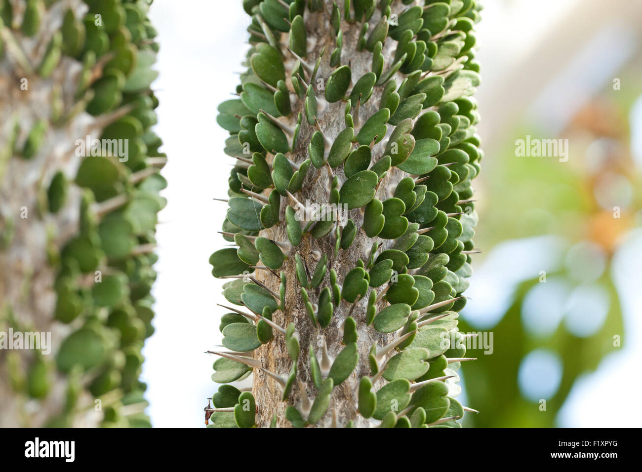 Alluaudia montagnacii (devil's dagger) plant native to Madagascar Stock Photo