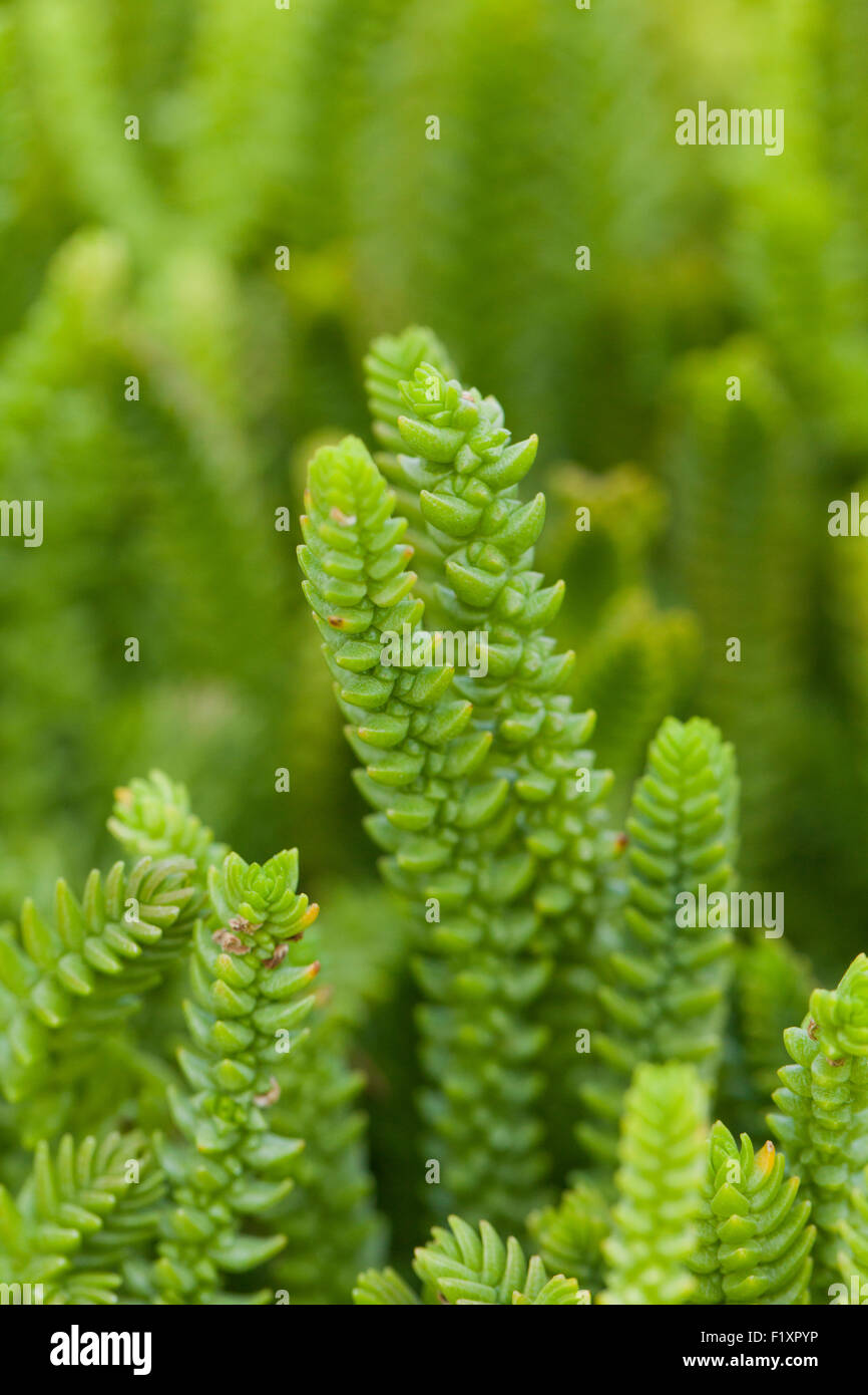 Princess Pine succulent plant (Crassula muscosa) Stock Photo