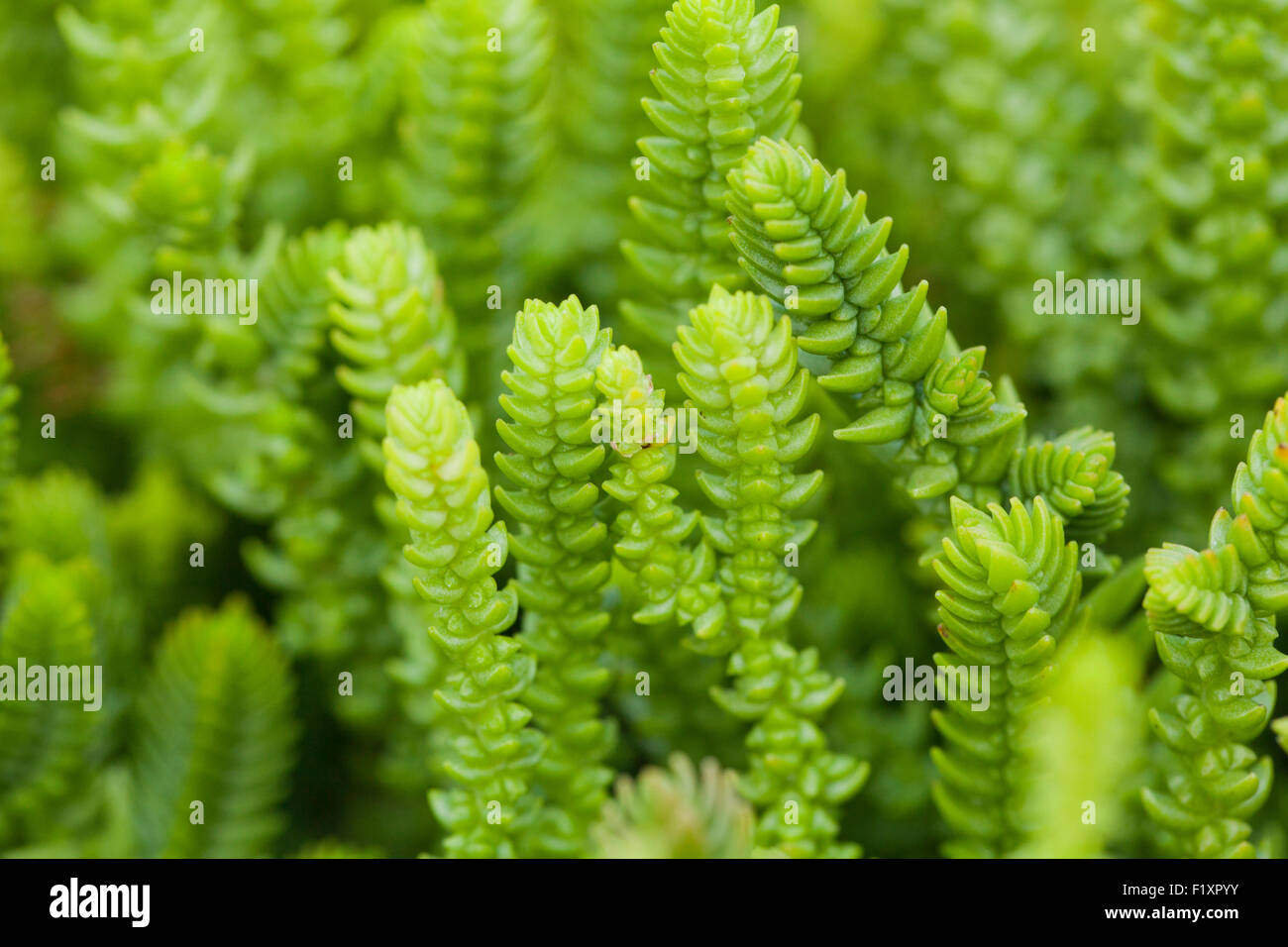 Princess Pine succulent plant (Crassula muscosa) Stock Photo