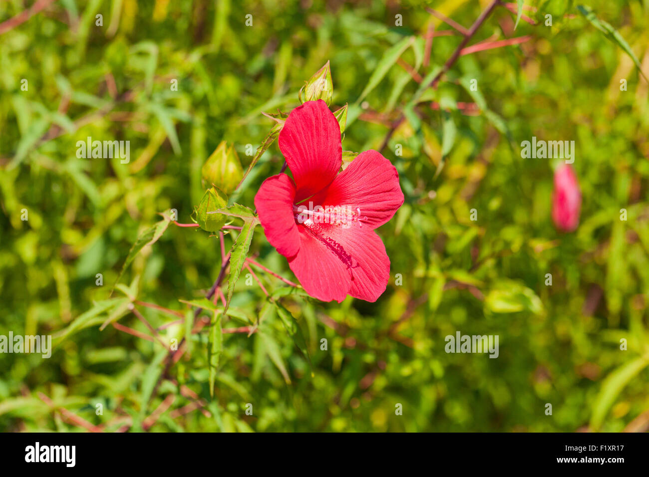Red hibiscus flower USA Stock Photo Alamy
