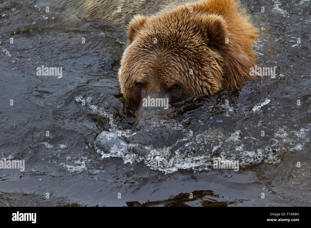 A large Kodiak Bear bathes in a Swedish zoo Stock Photo