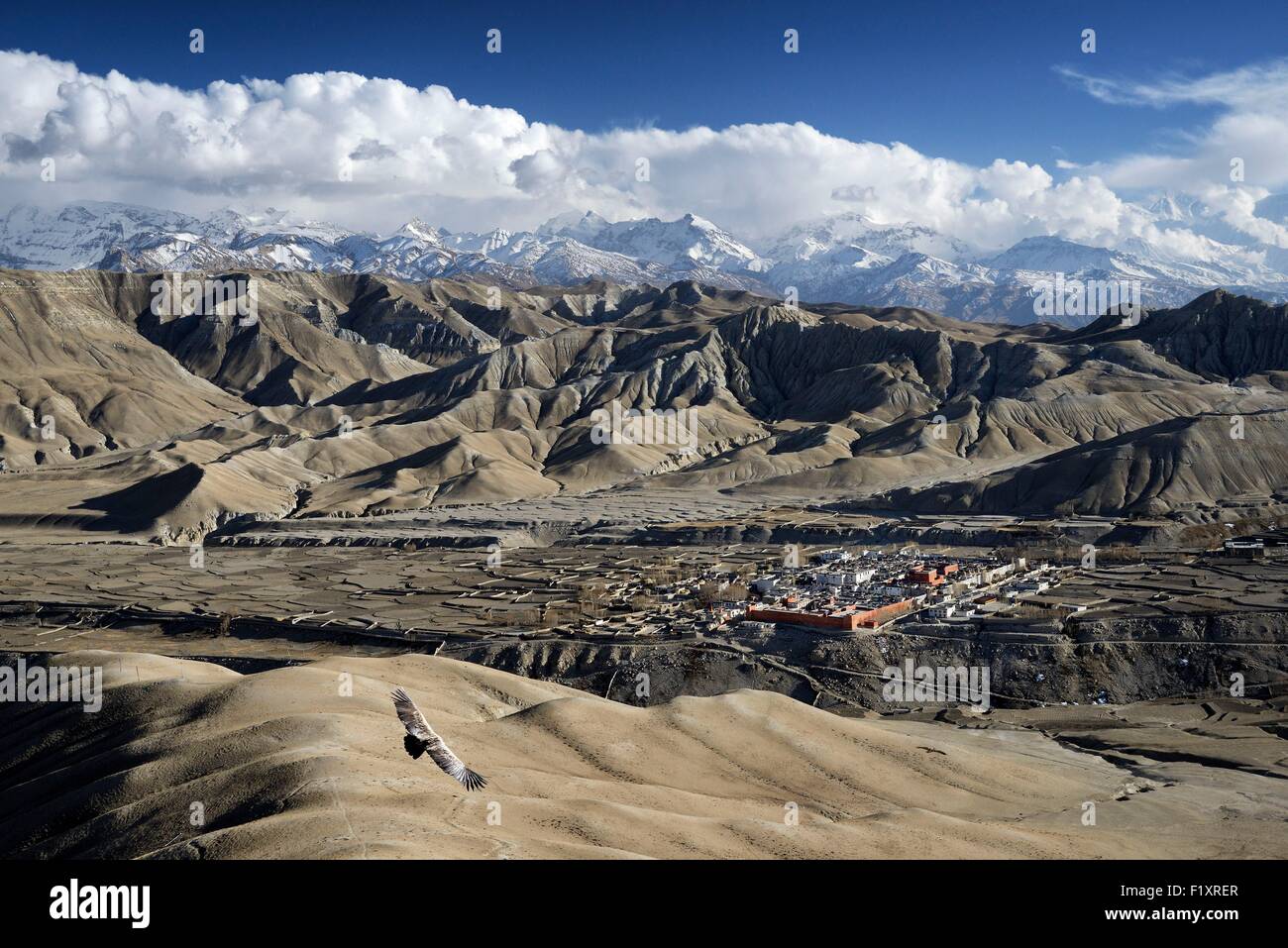Nepal, Gandaki zone, Upper Mustang (near the border with Tibet), eagle flying above the walled city of Lo Manthang, the historical capital of the Kingdom of Lo Stock Photo