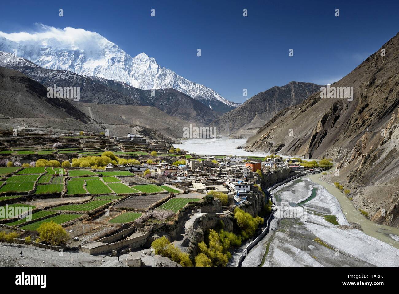 Nepal, Gandaki zone, Upper Mustang (near the border with Tibet), village of Kagbeni (2800m) surrounded by fields in the valley of the Kali Gandaki river, Nilgiri peak (7061m) Stock Photo