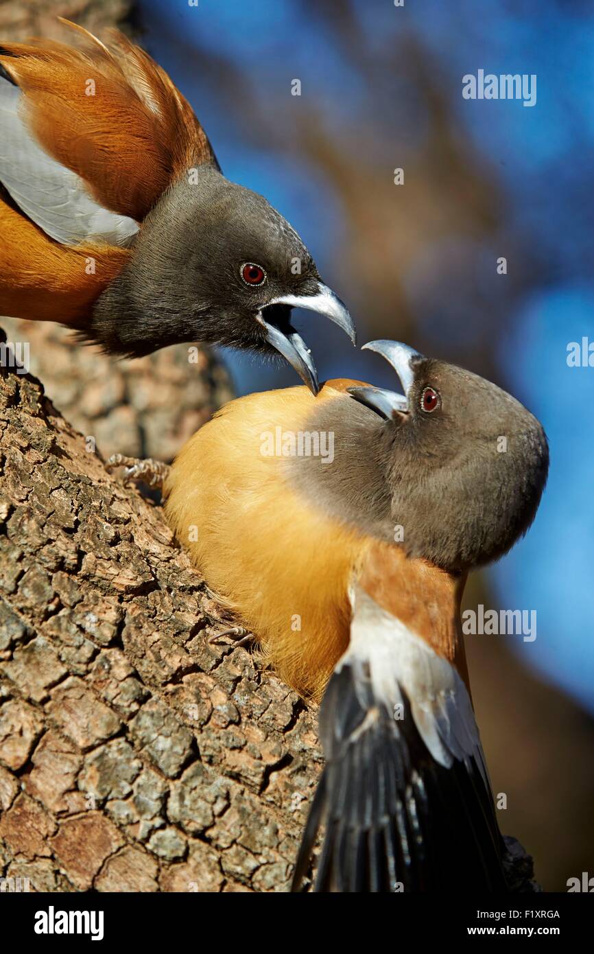 India, Rajasthan state, Ranthambore National Park, Rufous Treepie (Dendrocitta vagabunda), fight between twoo birds Stock Photo