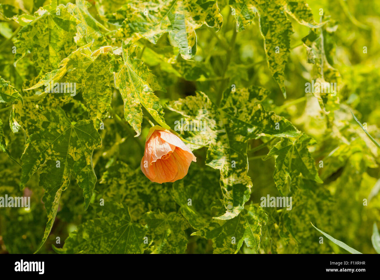 Redvein flowering maple tree flower (Abutilon pictum) - USA Stock Photo