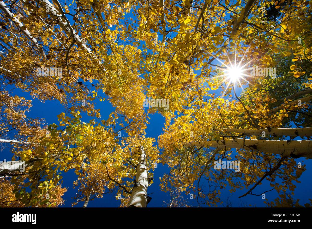 United States, Utah, Brian Head, birch forest Stock Photo