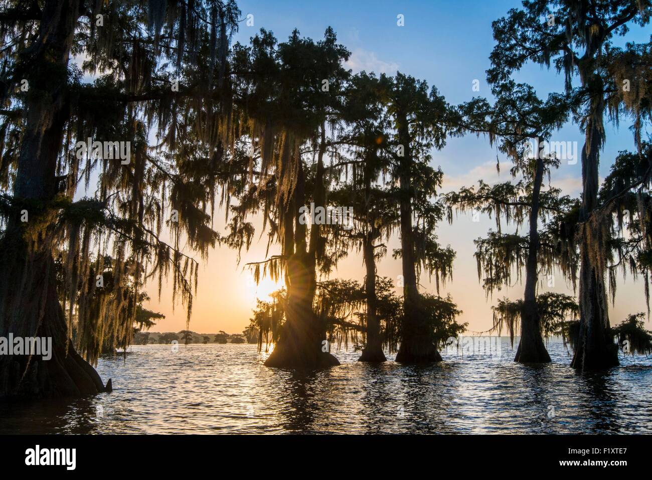 United States, Louisiana, Spanish moss (Tillandsia usneoides) on Cypress Bayou in Lake Fausse