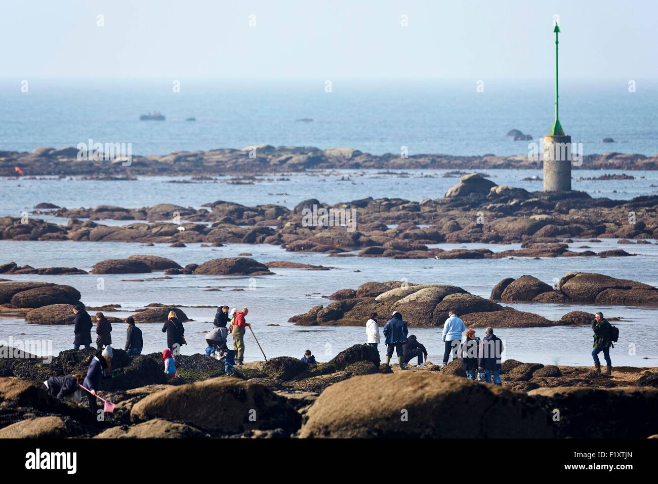 France, Finistere, Fouesnant, shellfish gathering at the Pointe de ...