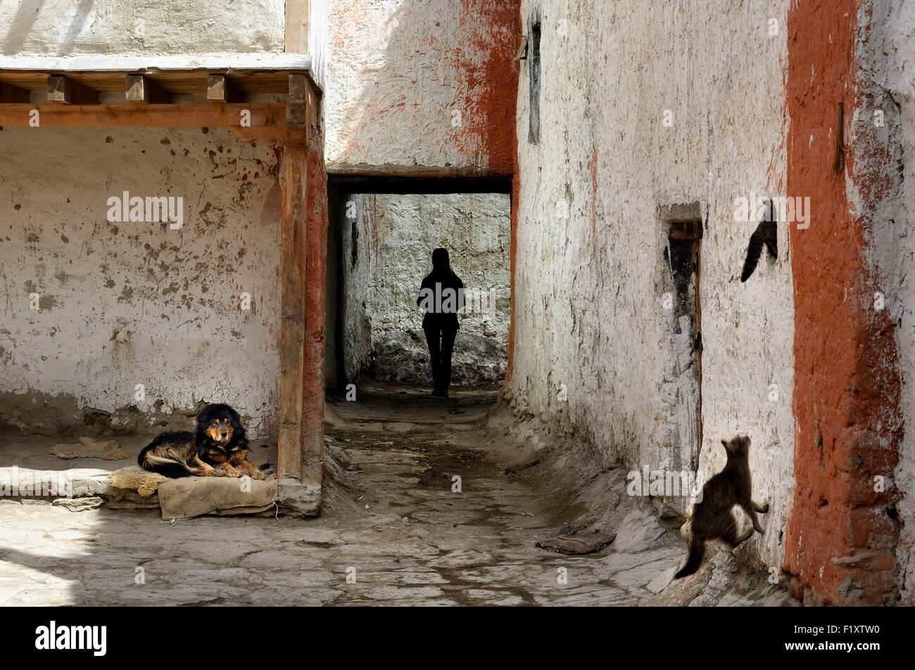 Nepal, Gandaki zone, Upper Mustang (near the border with Tibet), dog, cats and silhouette of a woman in a street of the walled city of Lo Manthang, the historical capital of the Kingdom of Lo Stock Photo