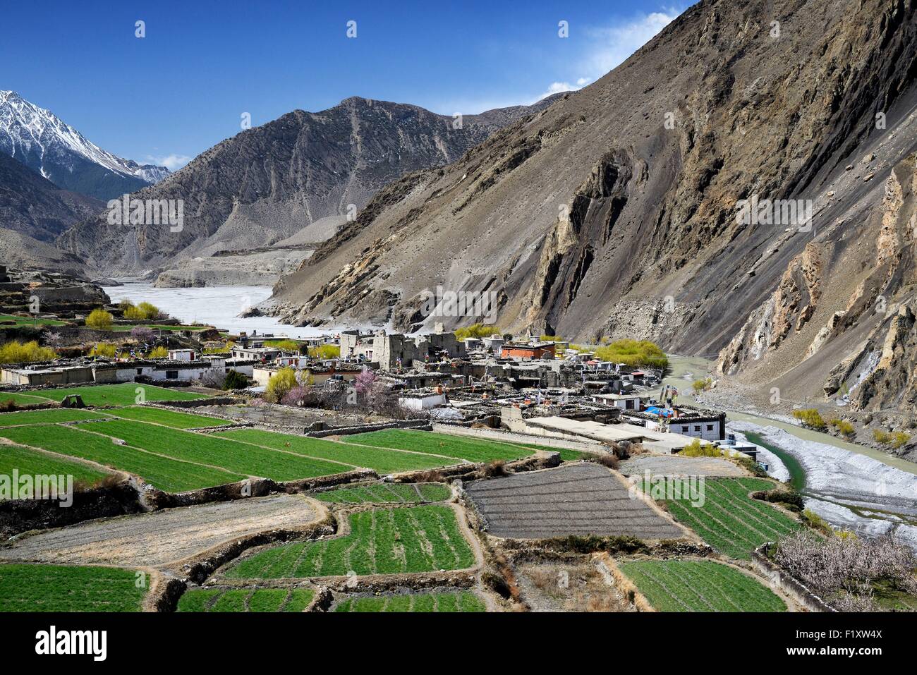 Nepal, Gandaki zone, Upper Mustang (near the border with Tibet), village of Kagbeni (2800m) surrounded by fields in the valley of the Kali Gandaki river Stock Photo