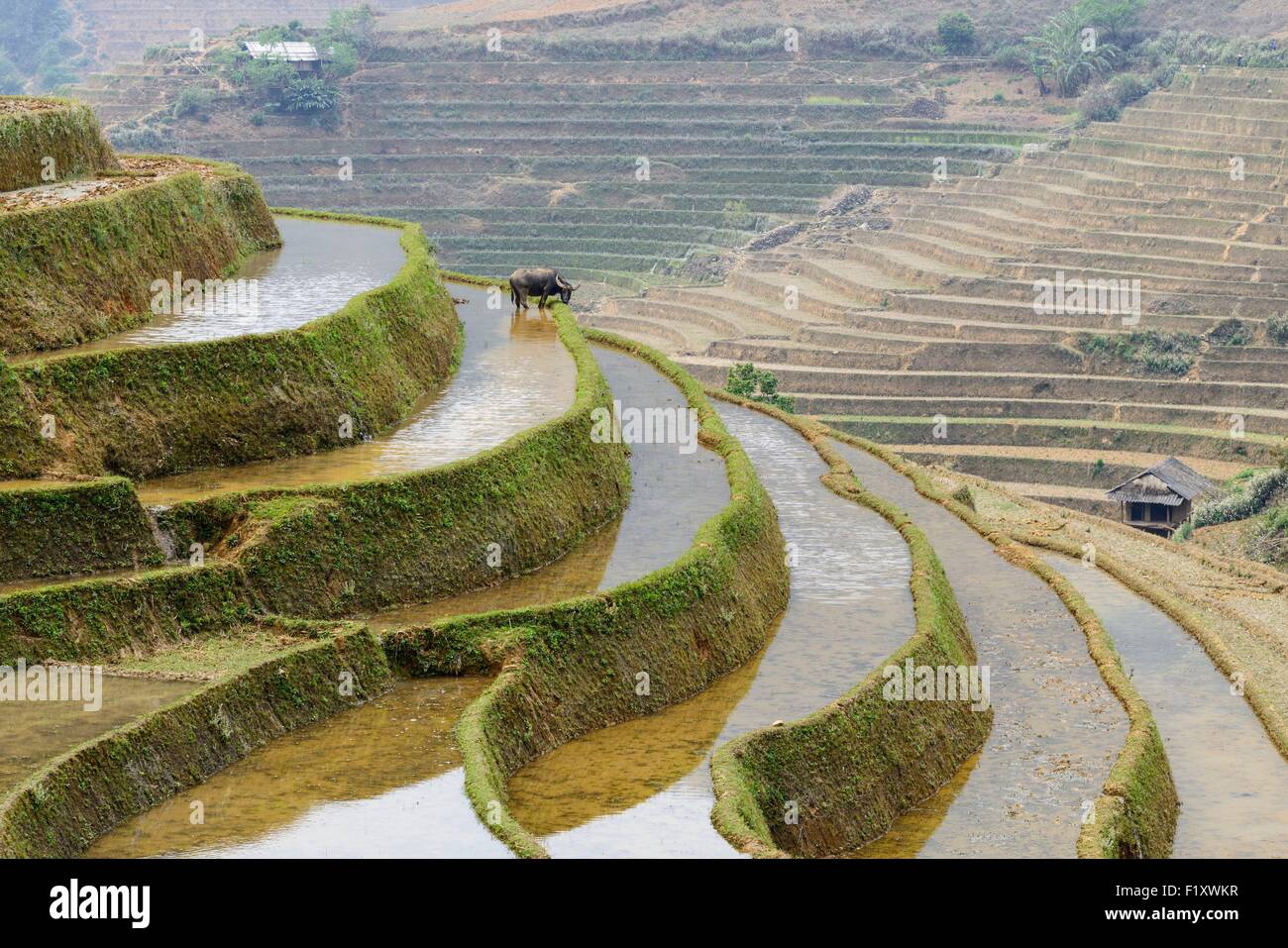 Vietnam, Yen Bai province, Muc Cang Chai, rice fileds in terrace Stock Photo