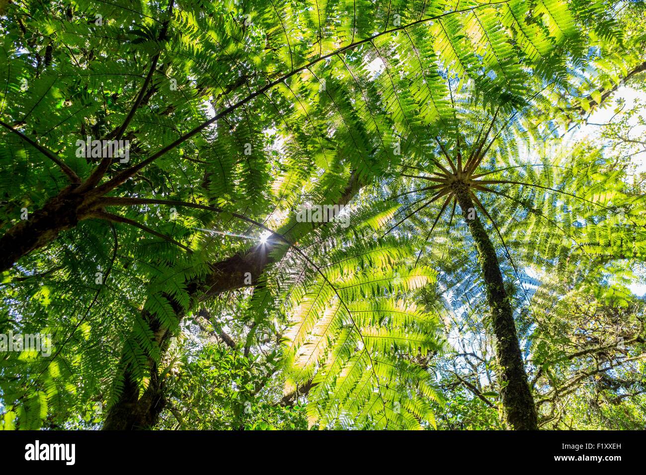 Costa Rica, Puntarenas province, Monteverde Cloud Forest, Reserva Biologica del Bosque (biological reserve of the cloud forest) Stock Photo