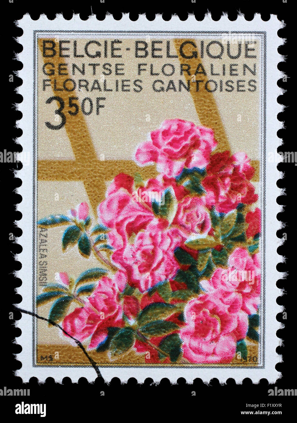 BELGIUM - CIRCA 1970: A stamp printed in Belgium from the Ghent Flower Show issue shows Azaleas, circa 1970. Stock Photo