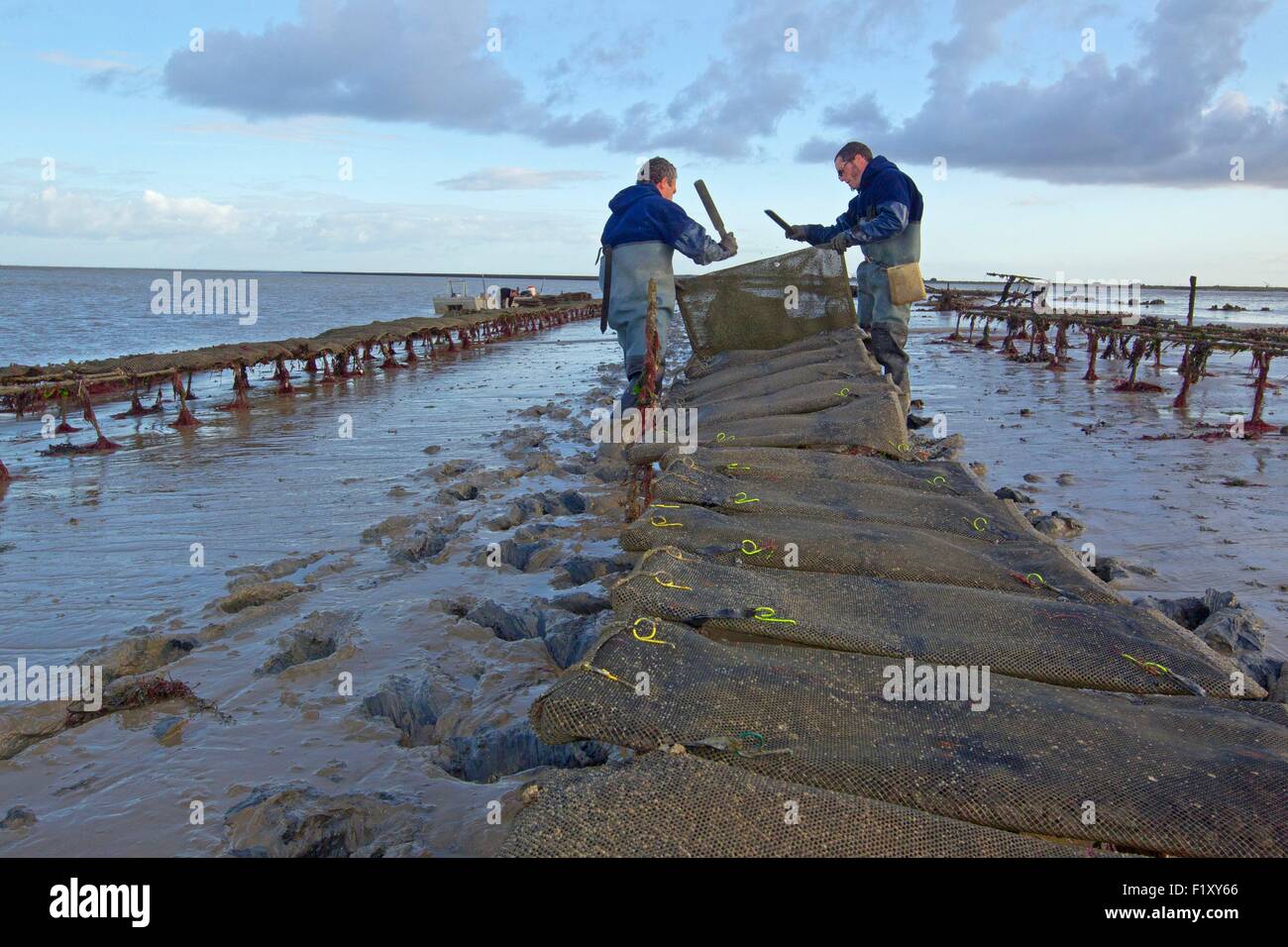 France, Vendee, Mountains bar, Oyster farming, ostrΘiculture Stock Photo