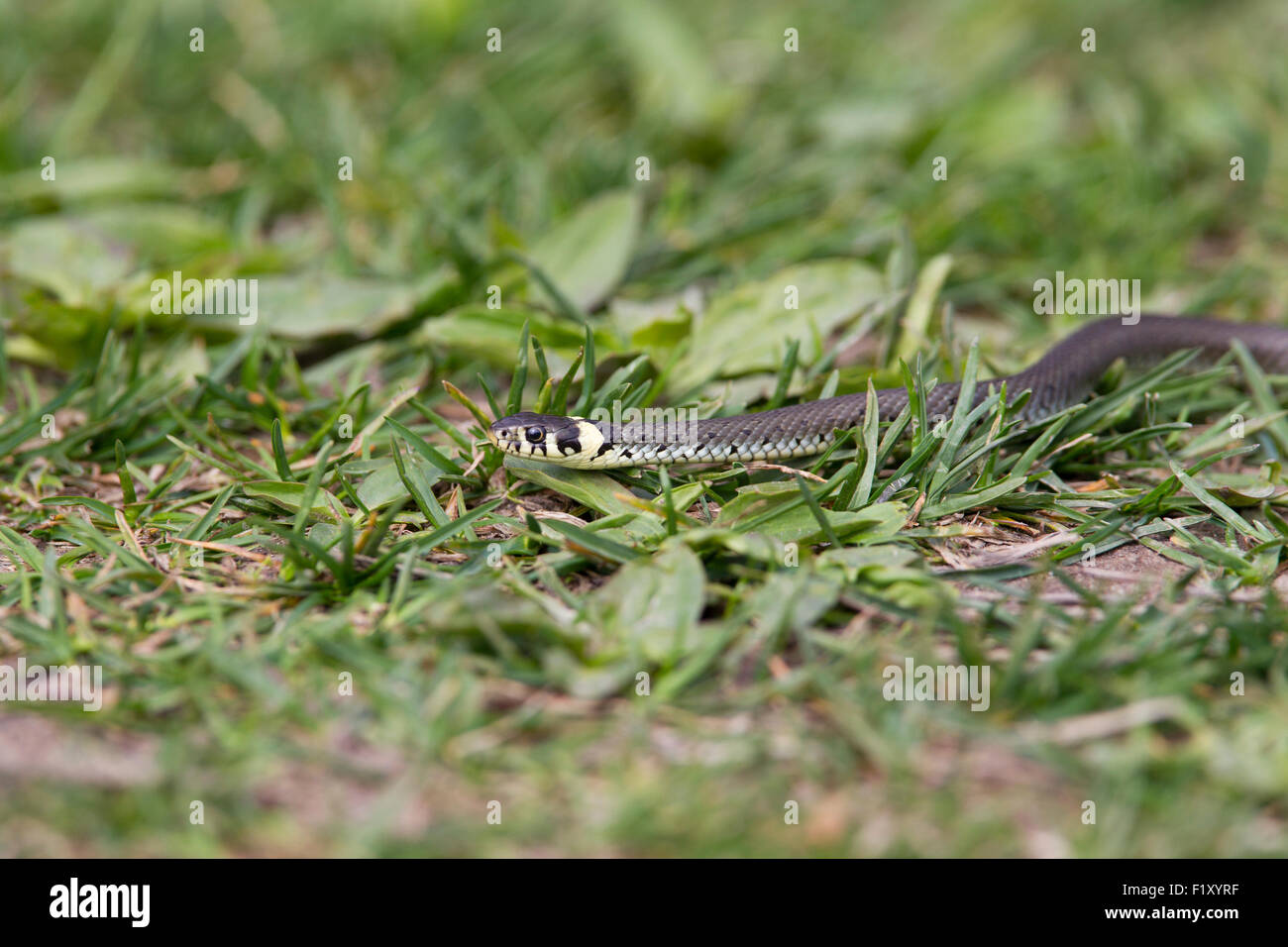 A Swedish snake crawls in the grass Stock Photo