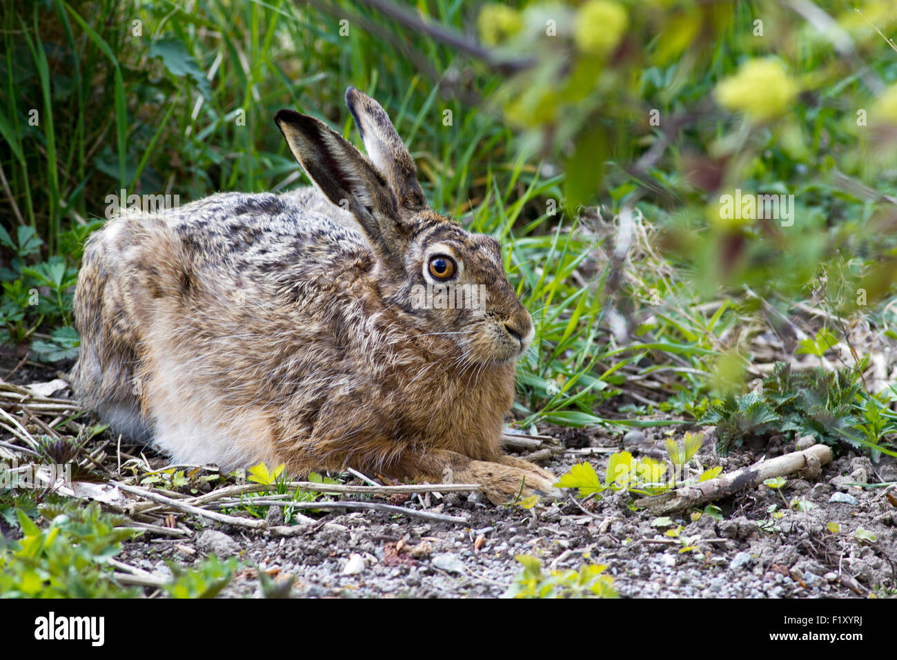 Rabbit with big ears is resting Stock Photo