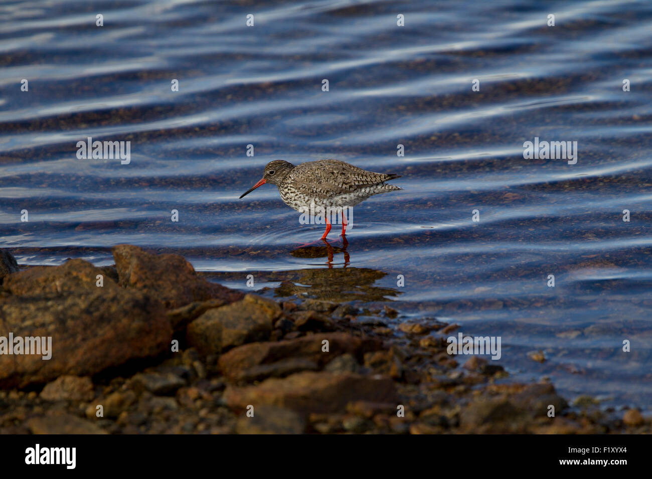 Redshank going and looking for food on the shore Stock Photo