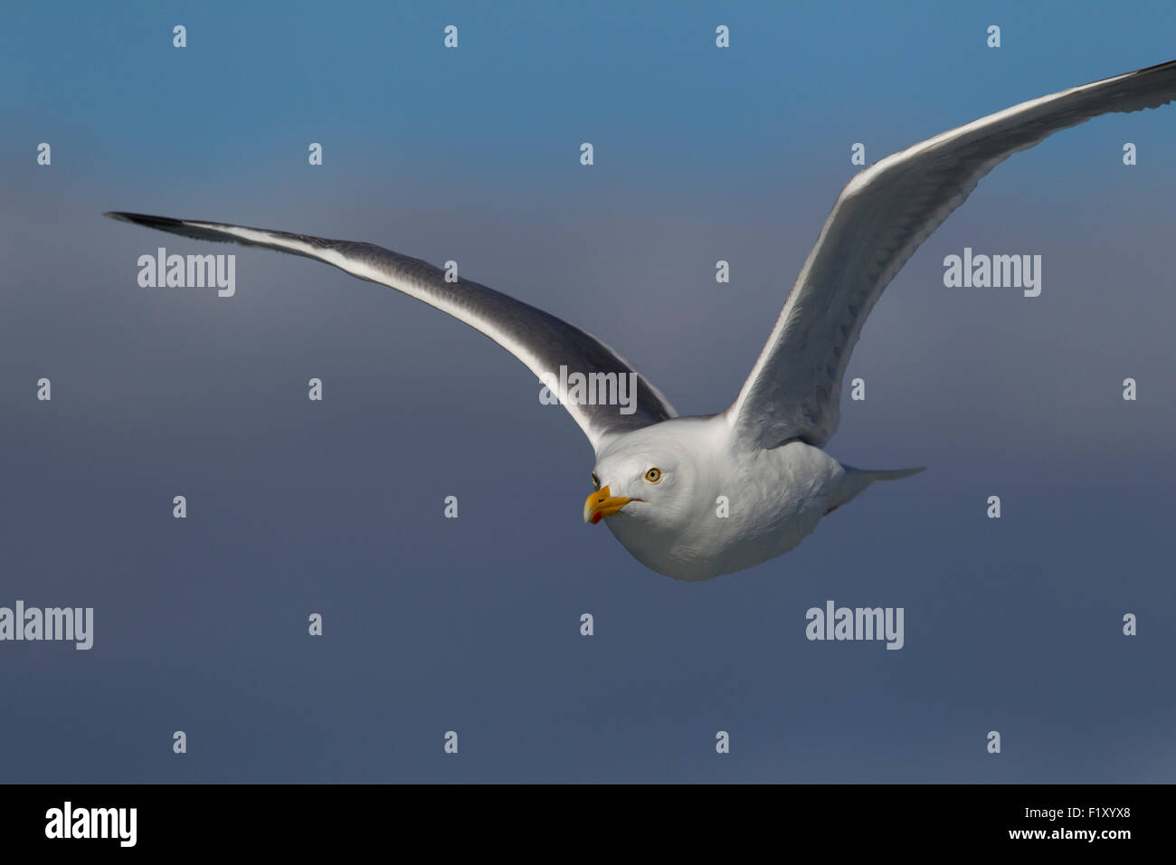 Close up bird against hi res stock photography and images Alamy Close up bird against hi res stock photography and images Alamy