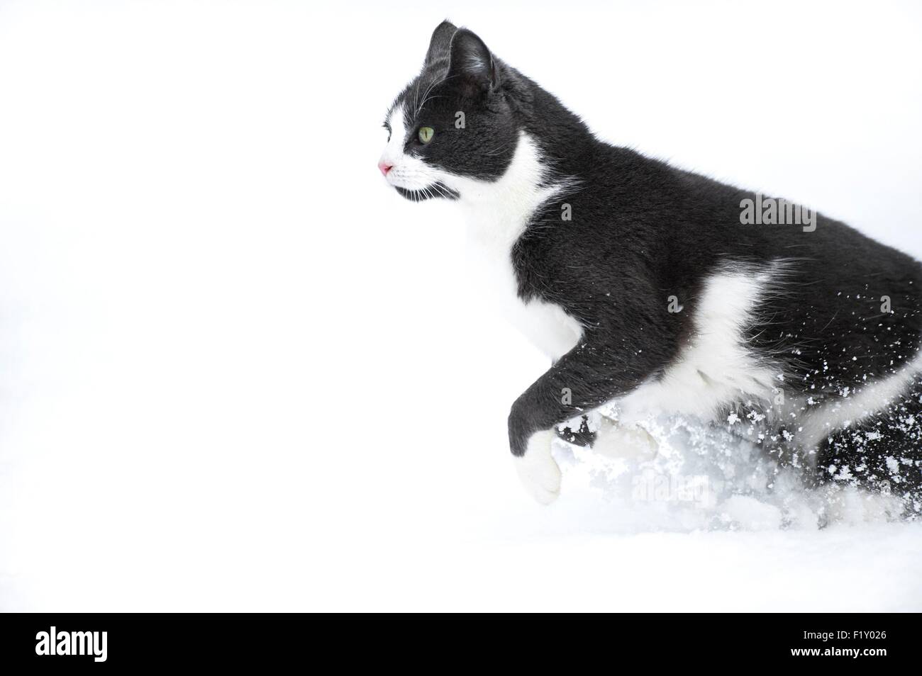 France, Isere, domestic cat (Felis silvestris catus), grey and white, female, adult, in snow Stock Photo