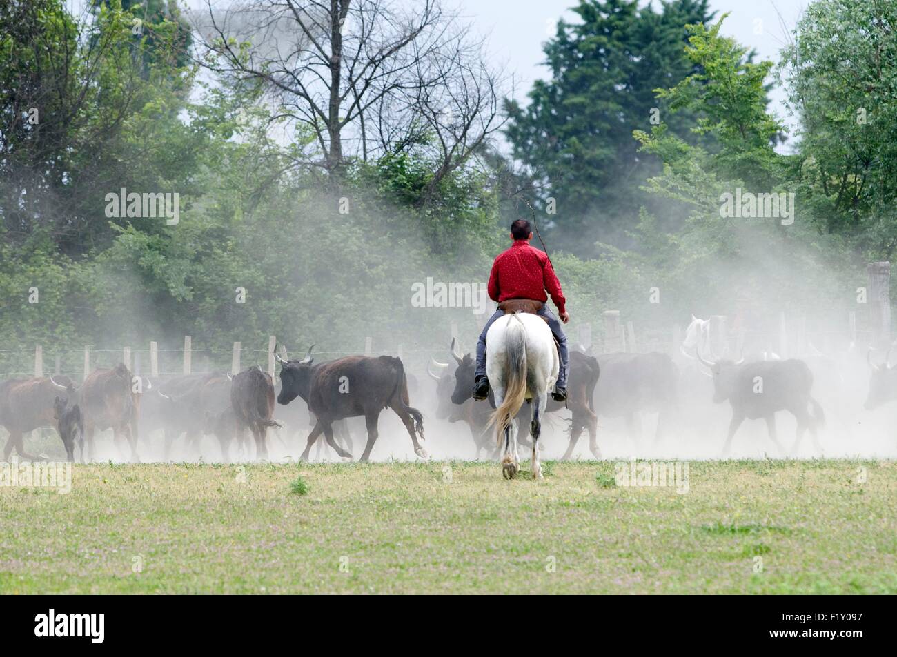 France, Camargue, Cowboy, Gardian with herd Stock Photo