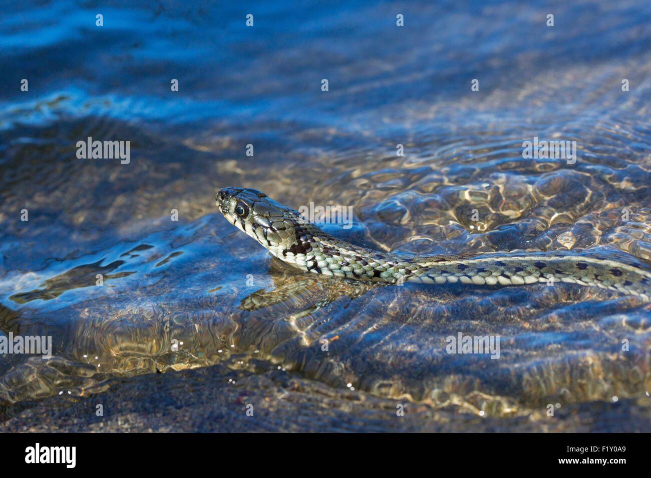 Albania, Bojana estuary, Grass Snake, (Natrix natrix) Stock Photo