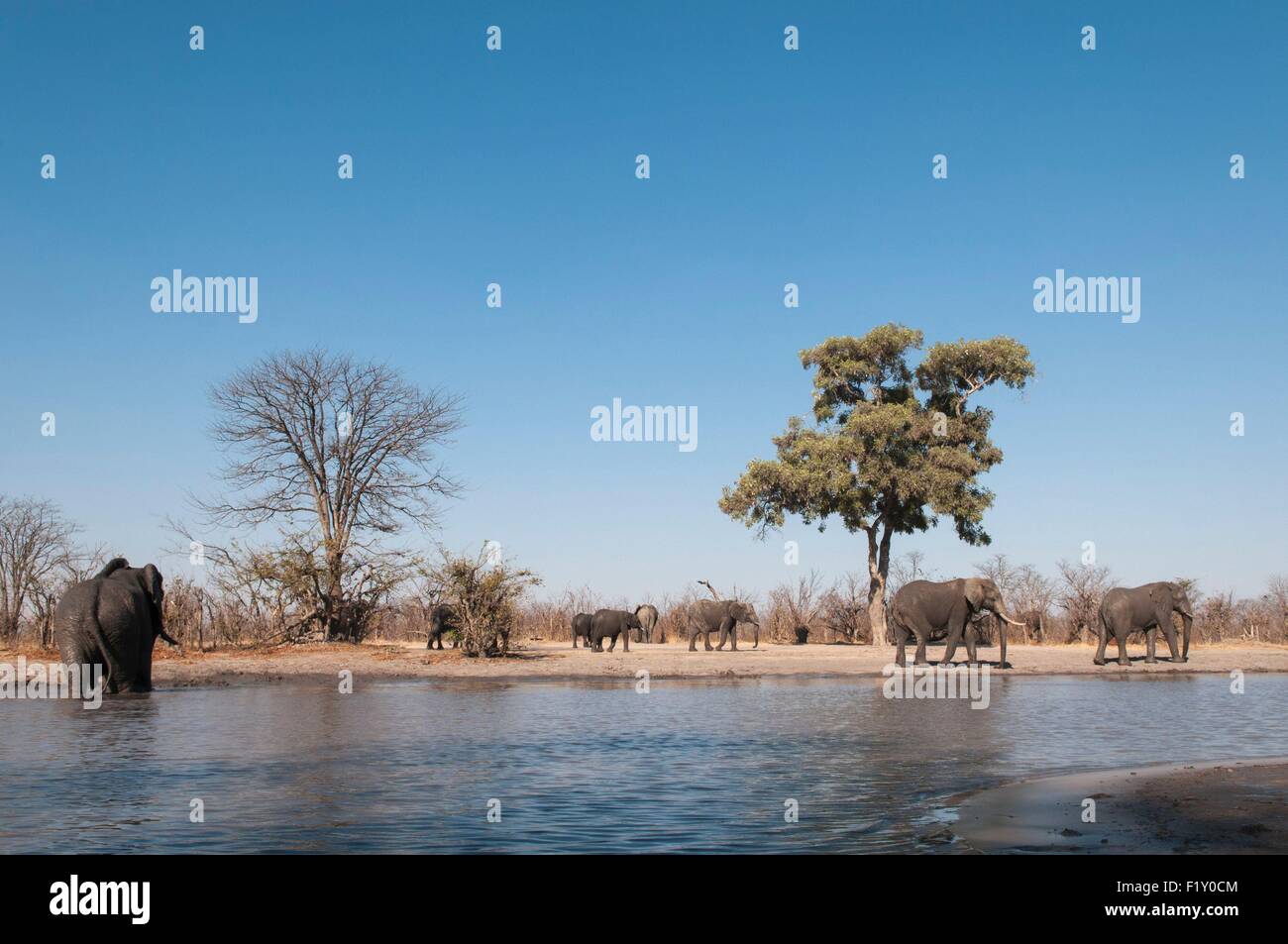 Botswana, Okavango Delta, listed as World Heritage by UNESCO, Khwai Concession, African elephants (Loxodonta africana) Stock Photo