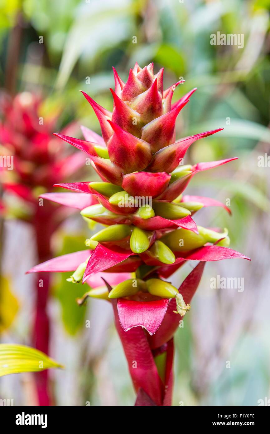 Costa Rica, Alajuela province, Poas Volcano National Park, tropical flower Stock Photo