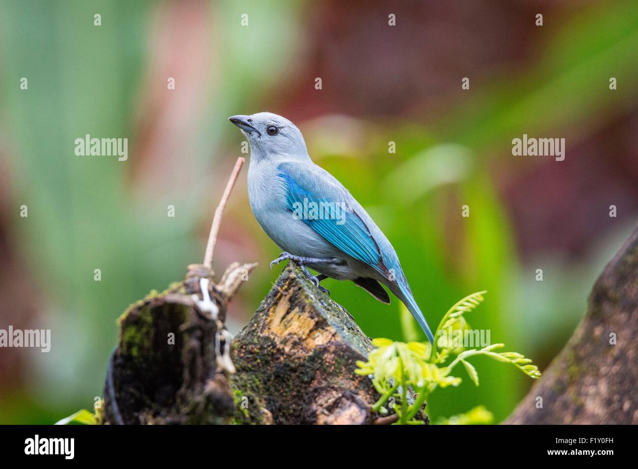Costa Rica, Alajuela province, Arenal, tropical bird Stock Photo
