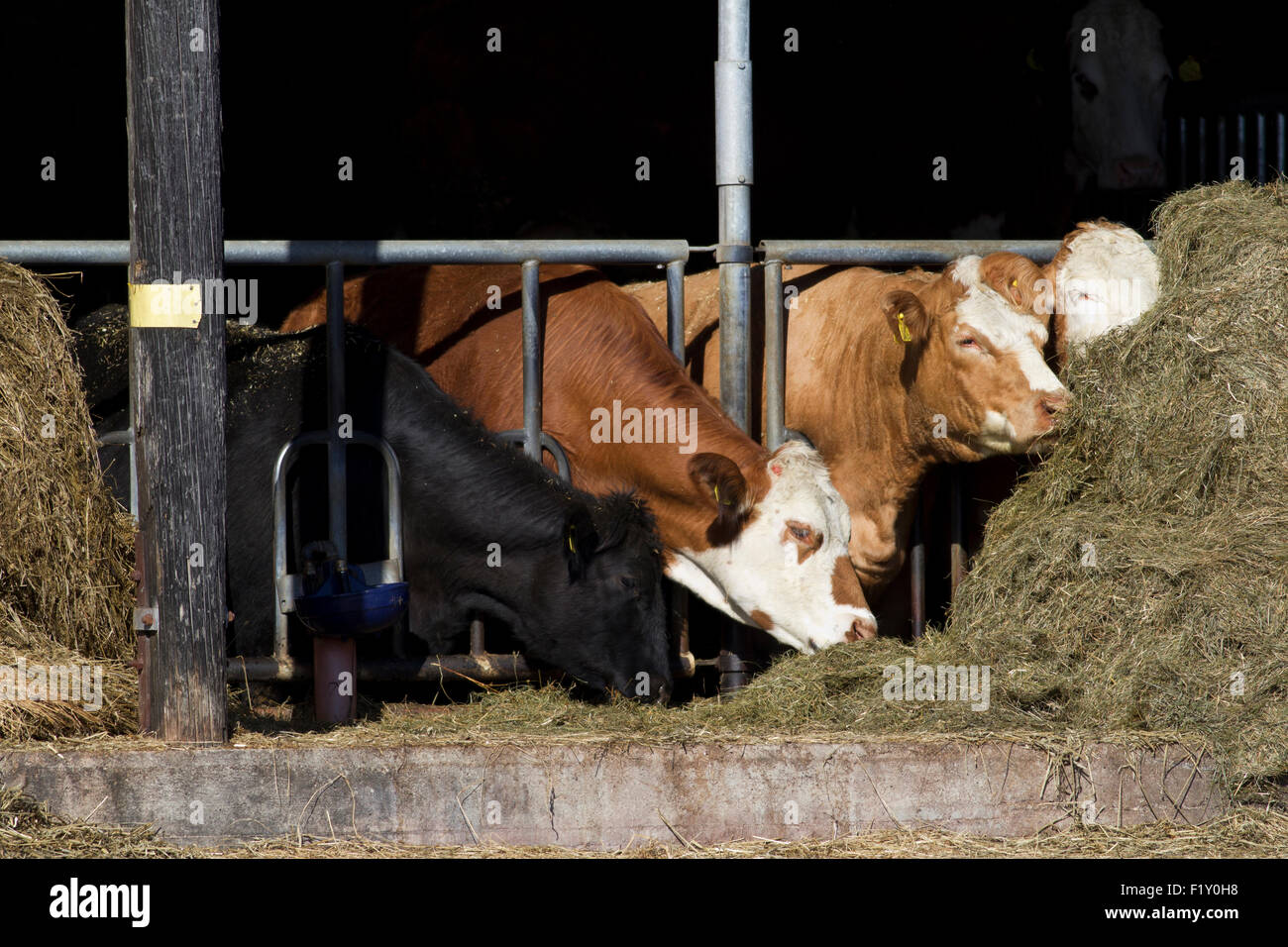 Five cows standing and eating Stock Photo - Alamy