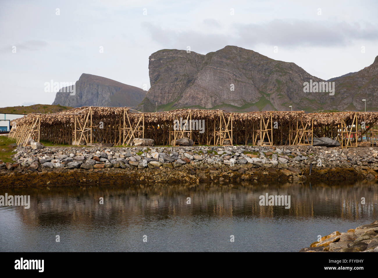 Standings with dried fish at Lofoten Norway Stock Photo