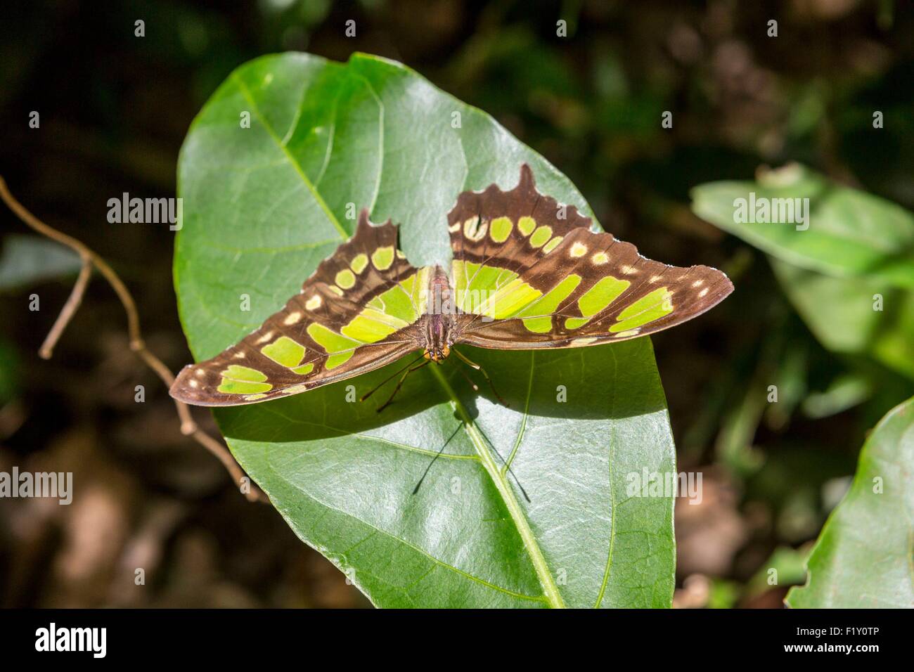 Costa Rica, Guanacaste province, Rincon de la Vieja National Park, butterfly Stock Photo