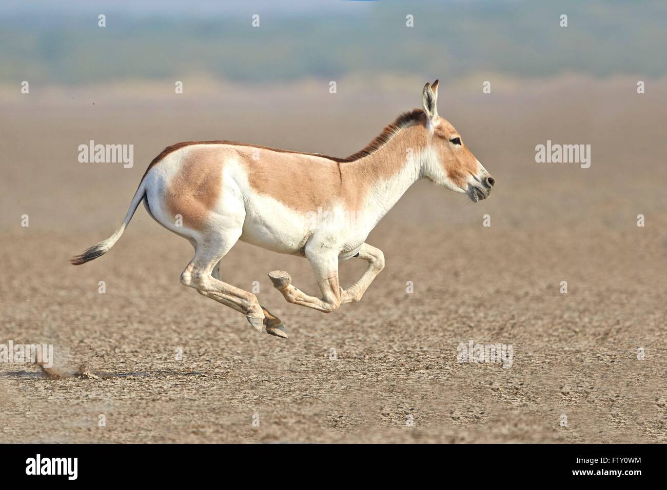 India, Gujarat State, Little Rann Of Kutch, Wild Ass Sanctuary, Indian ...