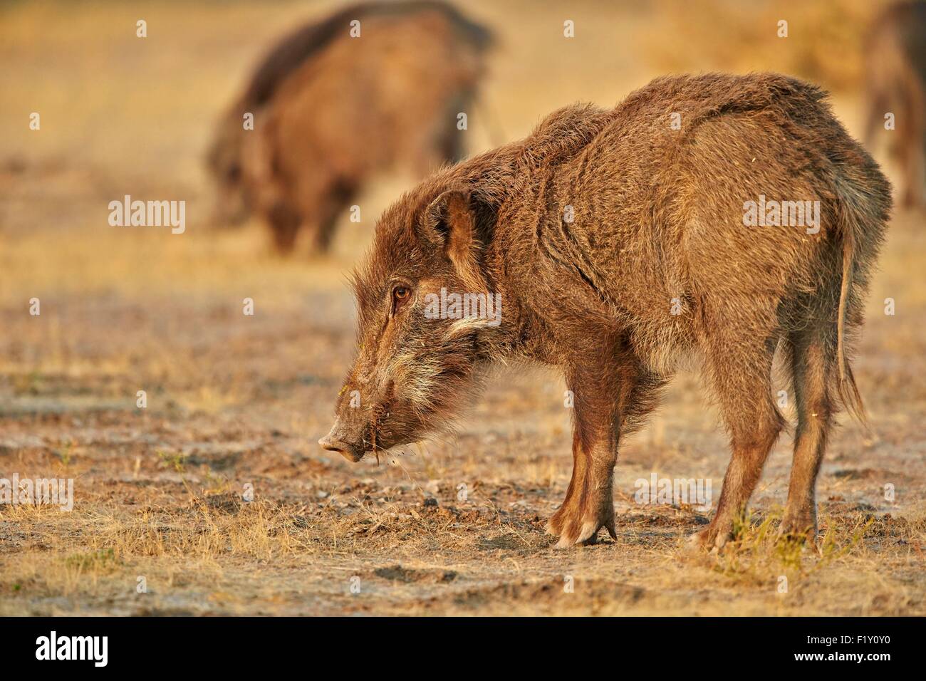 India, Gujarat state, Little Rann of Kutch, Wild Ass Sanctuary, Wild boar or wild pig (Sus scrofa affinis Stock Photo - Alamy India, Gujarat state, Little Rann of Kutch, Wild Ass Sanctuary, Wild boar or wild pig (Sus scrofa affinis Stock Photo - Alamy