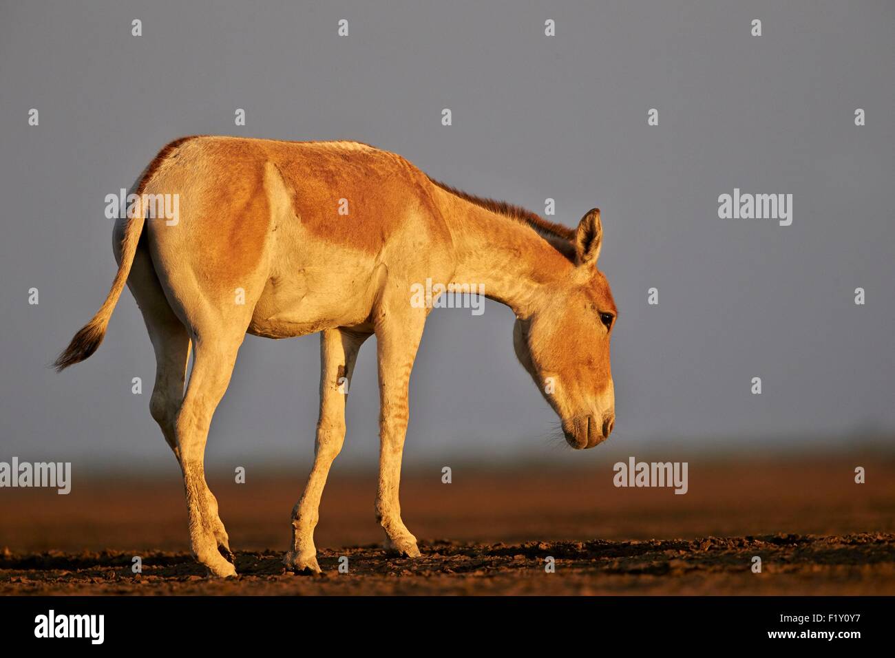 India, Gujarat state, Little Rann of Kutch, Wild Ass Sanctuary, Indian wild  asses (Equus hemionus khur), Khur Stock Photo - Alamy