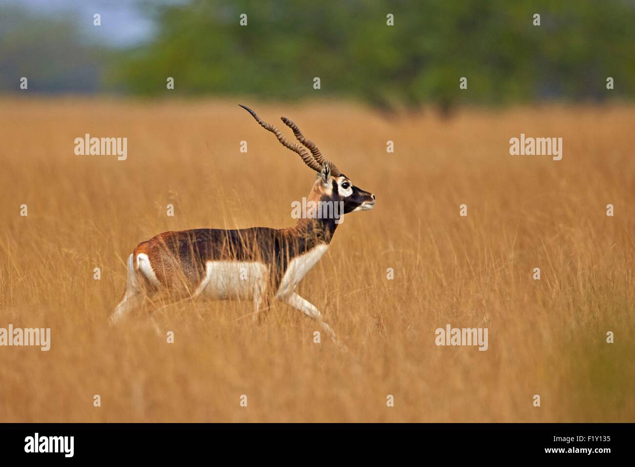 India, Gujarat state, Blackbuck national park, Blackbuck (Antilope cervicapra), male Stock Photo