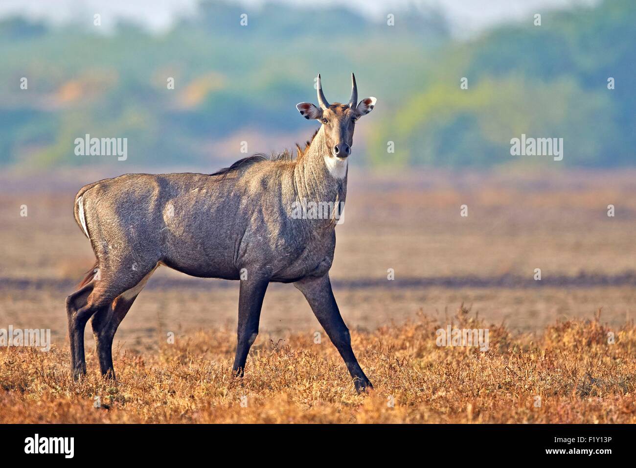 India, Gujarat state, Blackbuck national park, Nilgai or Indian Bull or Blue Antelope (Boselaphus tragocamelus), male Stock Photo - Alamy India, Gujarat state, Blackbuck national park, Nilgai or Indian Bull or Blue Antelope (Boselaphus tragocamelus), male Stock Photo - Alamy